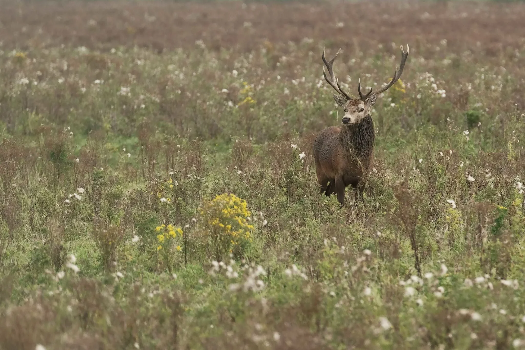 New Zealand Authorities Urge Responsible Firearm Handling During “Roar” Hunting Season 