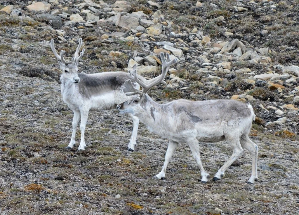 Pearykariboe (Pearyrenoster)