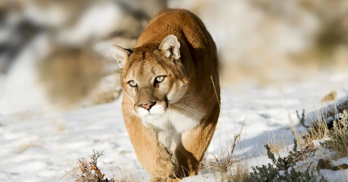 🦌 Nebraska Deer Hunting Limits 2027: NGPC Proposes Major Cuts to Antlered Permits & Mountain Lion Rule Changes 🦌 Nebraska Deer Hunting Limits 2027: NGPC Proposes Major Cuts to Antlered Permits & Mountain Lion Rule Changes