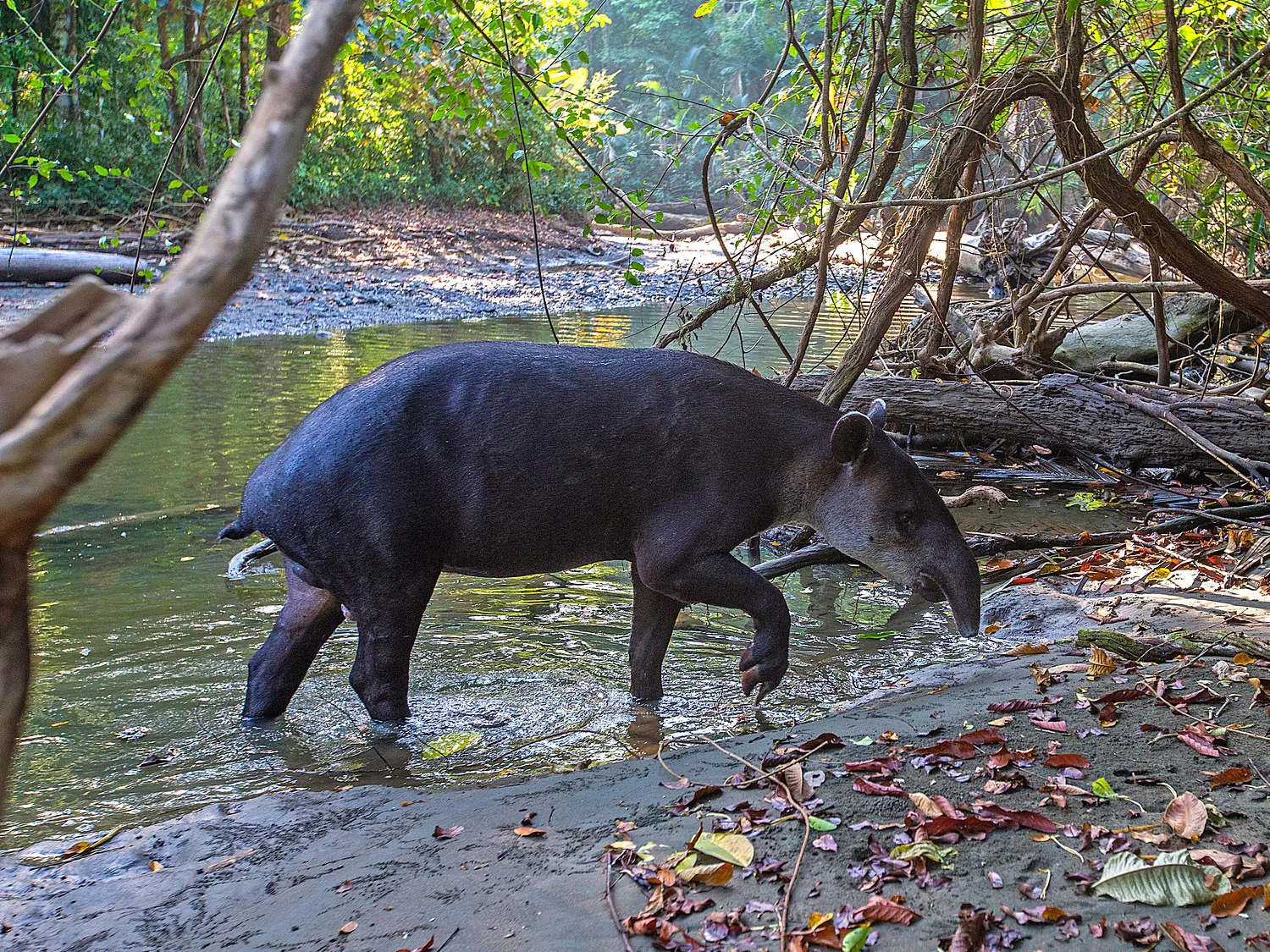 Baird se tapir