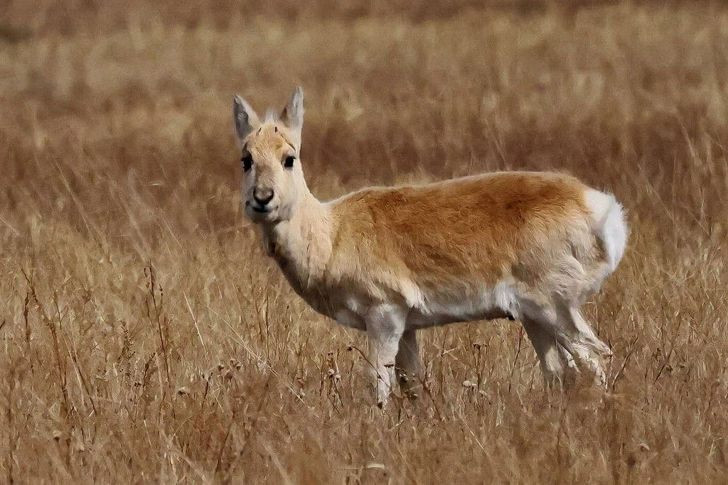 Mongoolse gazelle (Goedgazelle)