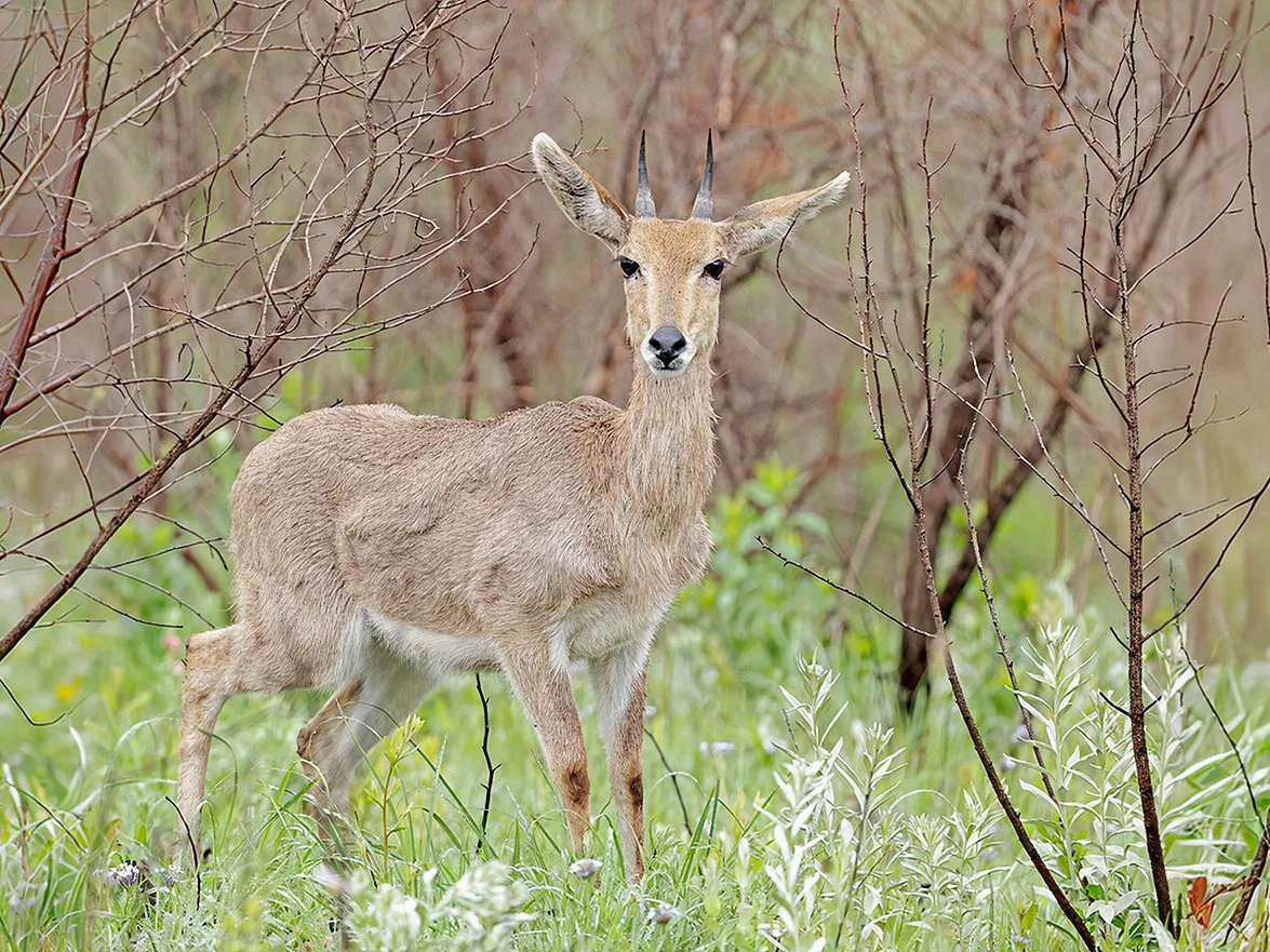 Rooibok (Vaalpensrooibok)