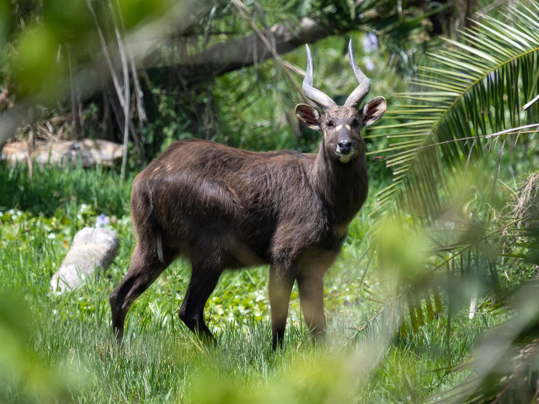 Sitatunga (Speke se sitatunga)