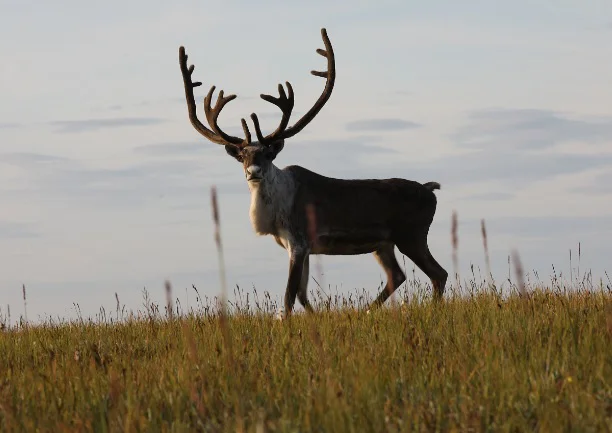 National Park Hunting Rules 2026: NPS Removes "Unnecessary" Restrictions Across 36 Parks National Park Hunting Rules 2026: NPS Removes "Unnecessary" Restrictions Across 36 Parks
