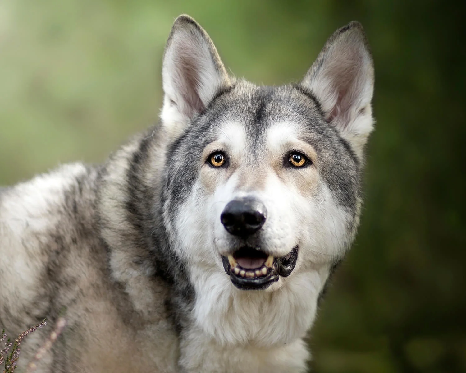 🐺 «Лесная чума»: в Татарстане готовят легальный отстрел одичавших собак 🐺 «Лесная чума»: в Татарстане готовят легальный отстрел одичавших собак