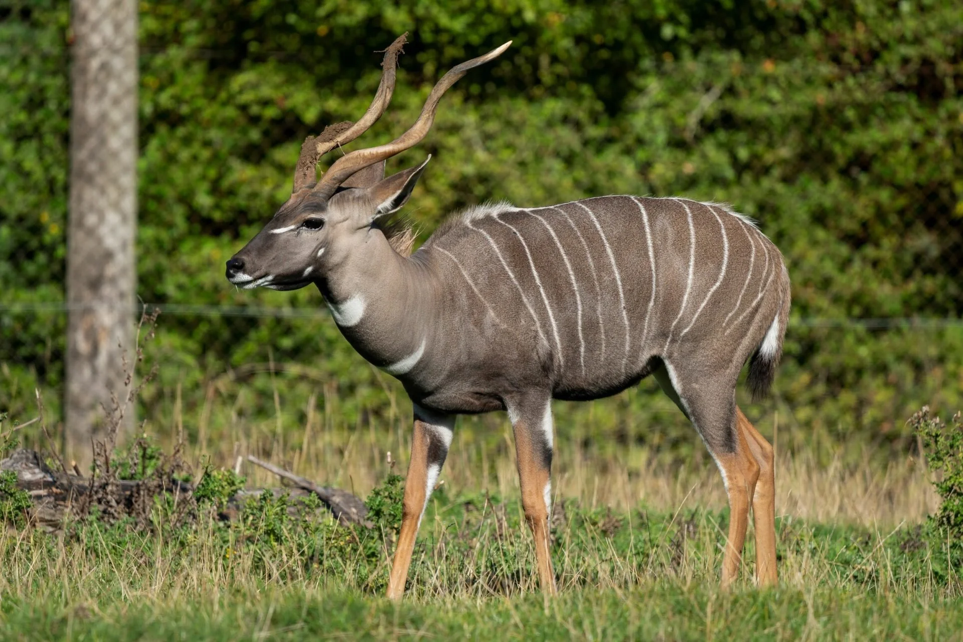 Klipspringer (Klipbok)