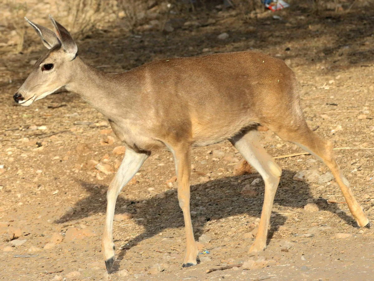 Witstertree (Coues-witstertree)