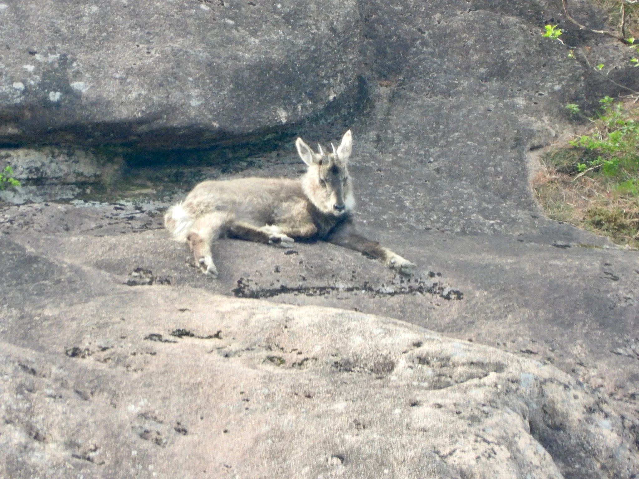 Rooibok (Rooibokram)