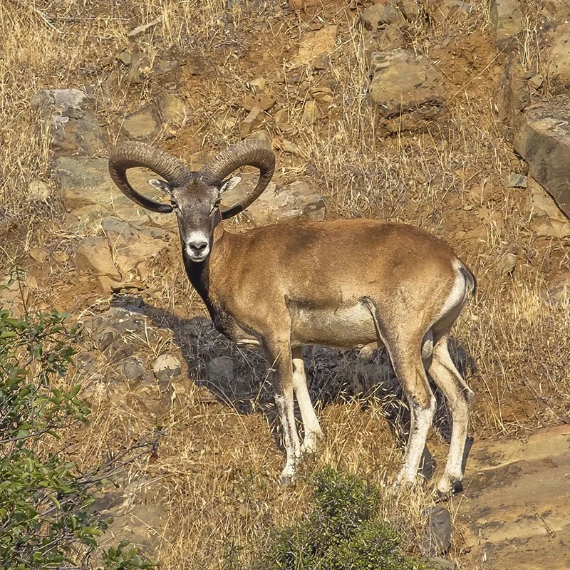 Oosterse skaap (Mouflon)