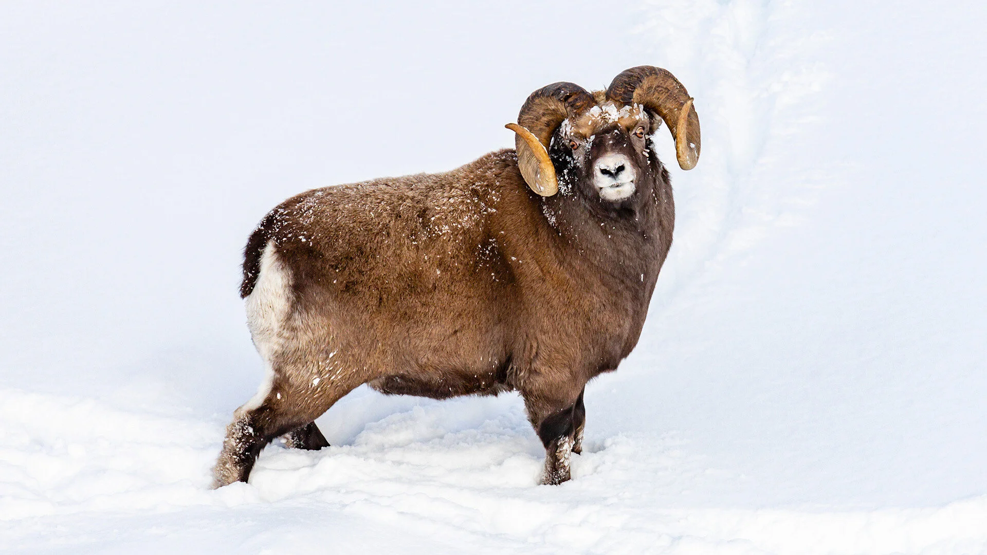 Sneeuwskaap