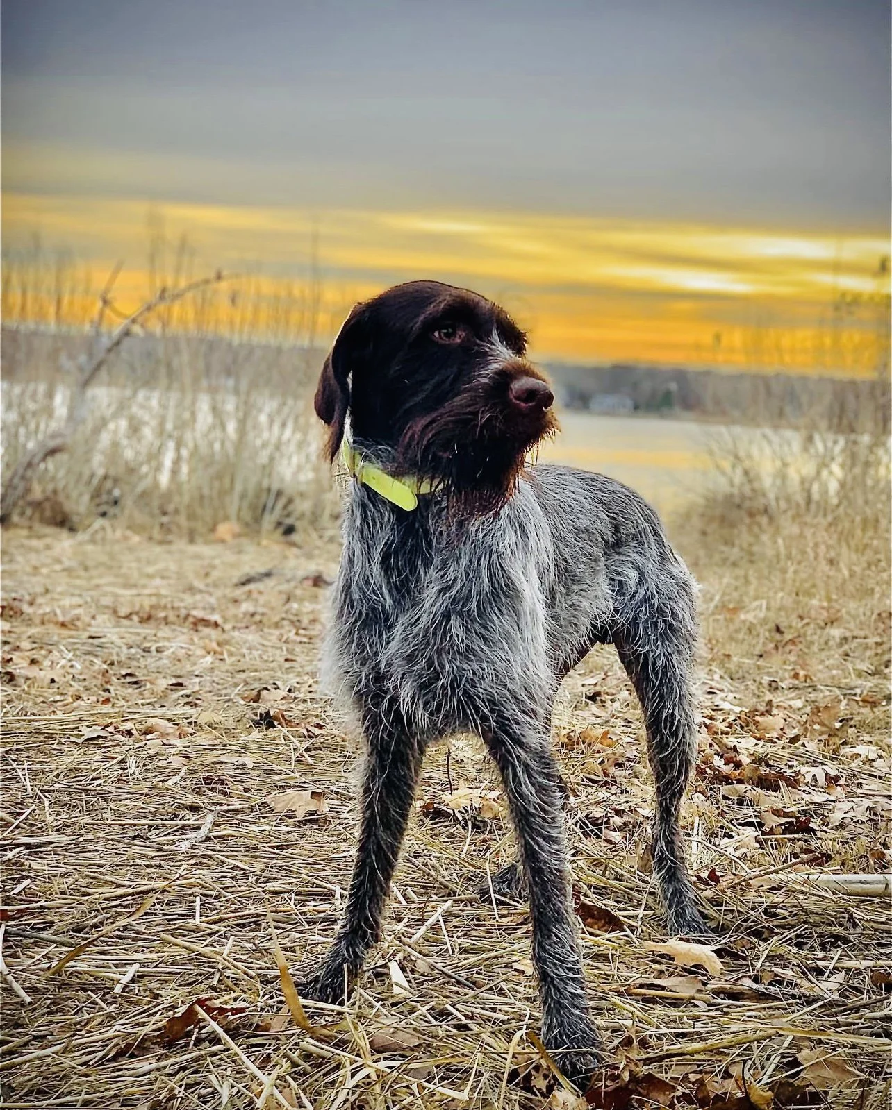 Wirehaired Pointing Griffon Hunting Dog: History, Training, and Field Performance for Serious Hunters