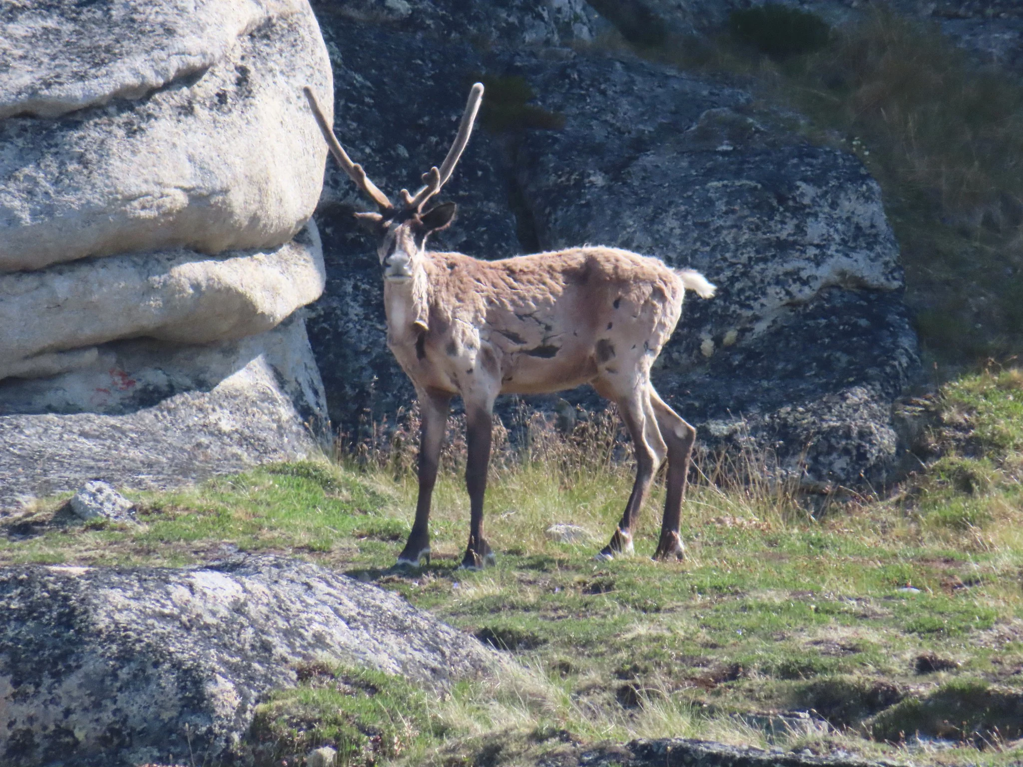 Kariboe (Osborn se kariboe)