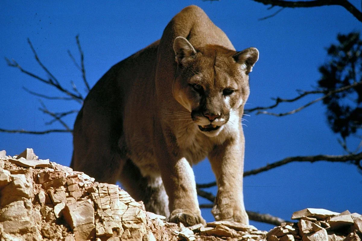 Puma (Koegoea)