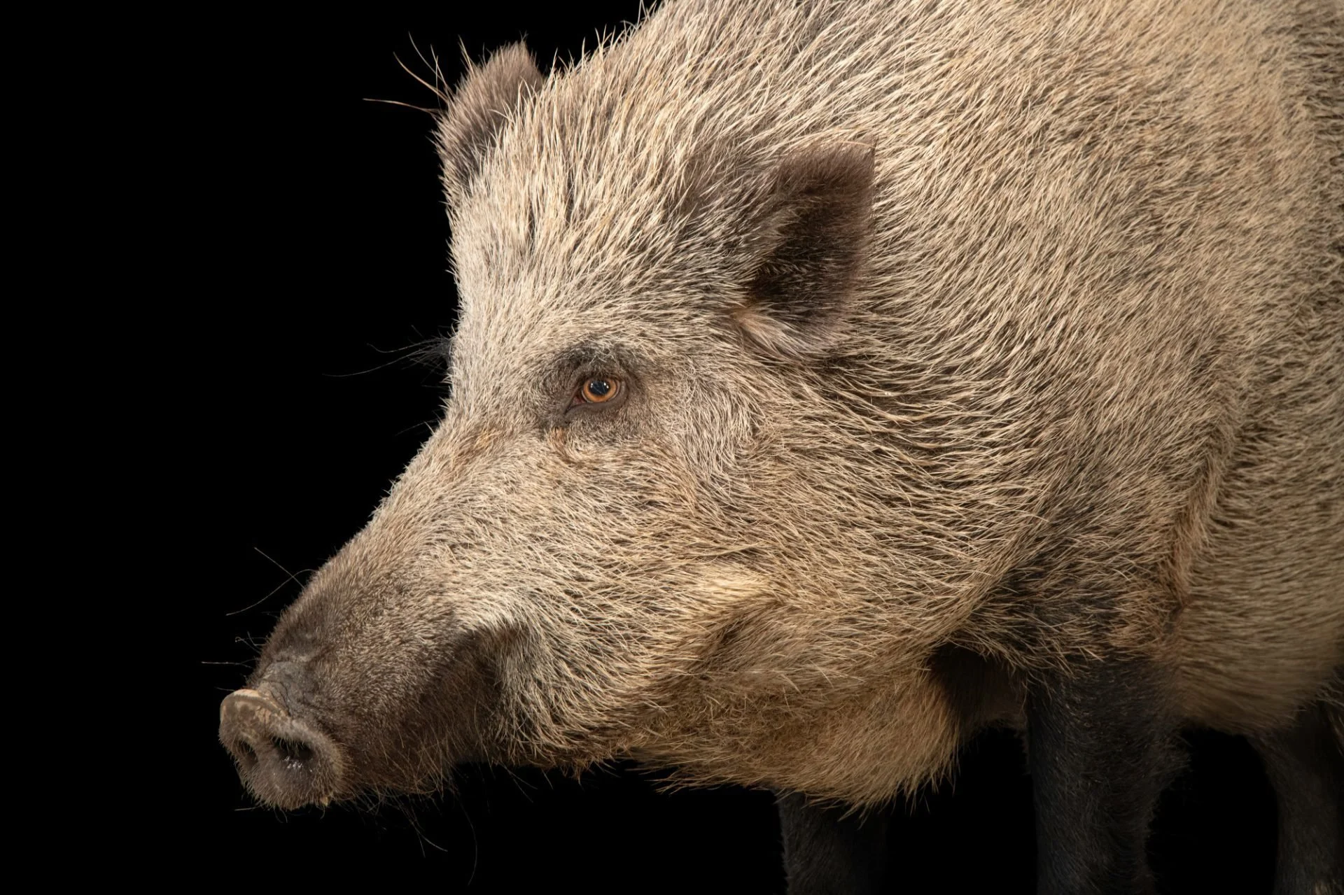 Swartvark (Wilde vark)