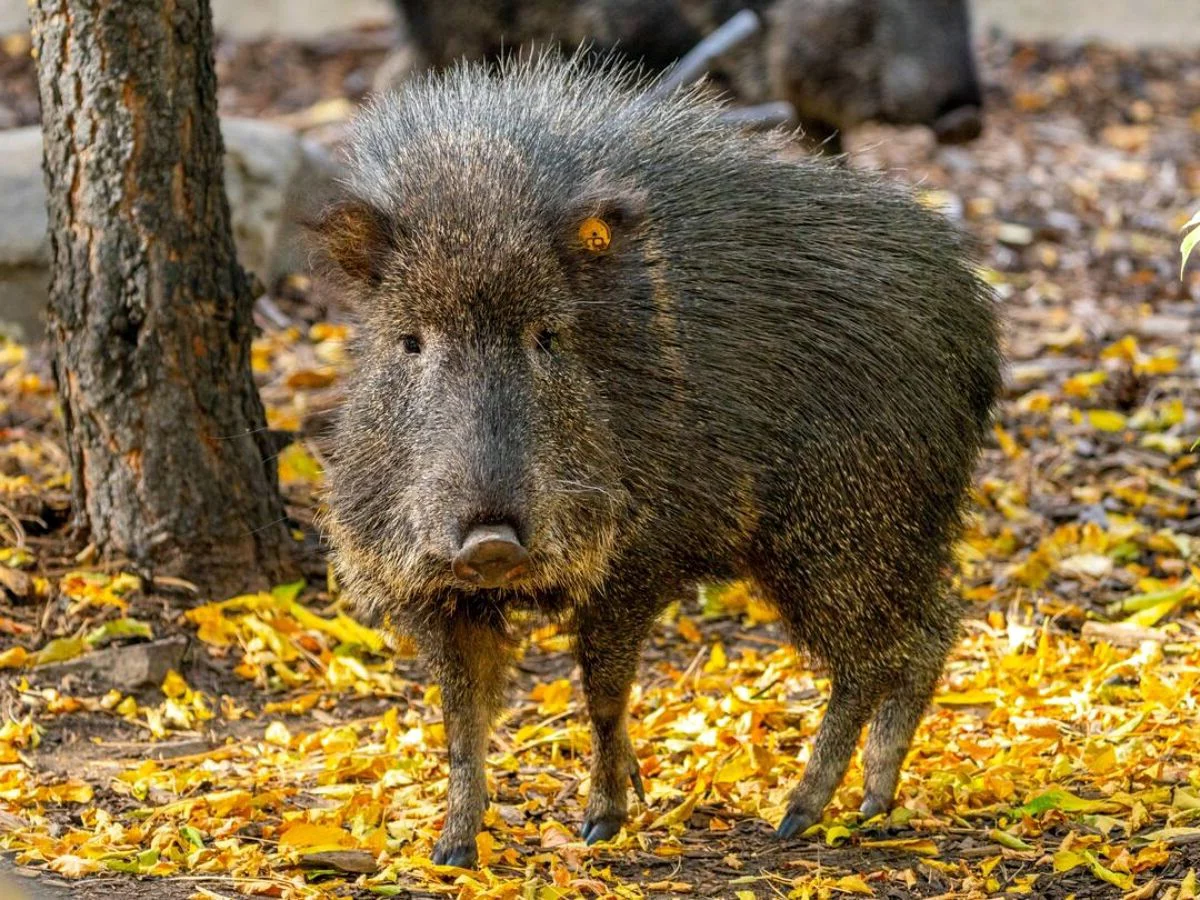Reuspekari