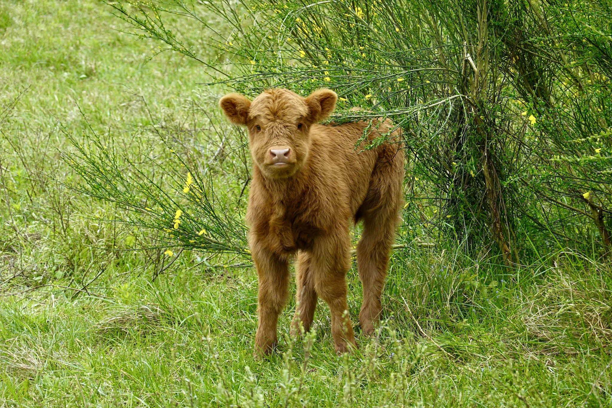 Braconnage Calvados: deux sexagénaires condamnés pour 15 prélèvements illégaux de sangliers, cervidés et un veau
