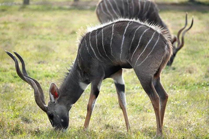 Klipspringer (Klipbok)