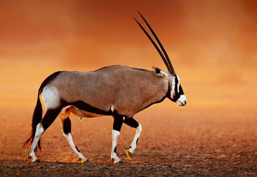 Gemsbok (Oryx)