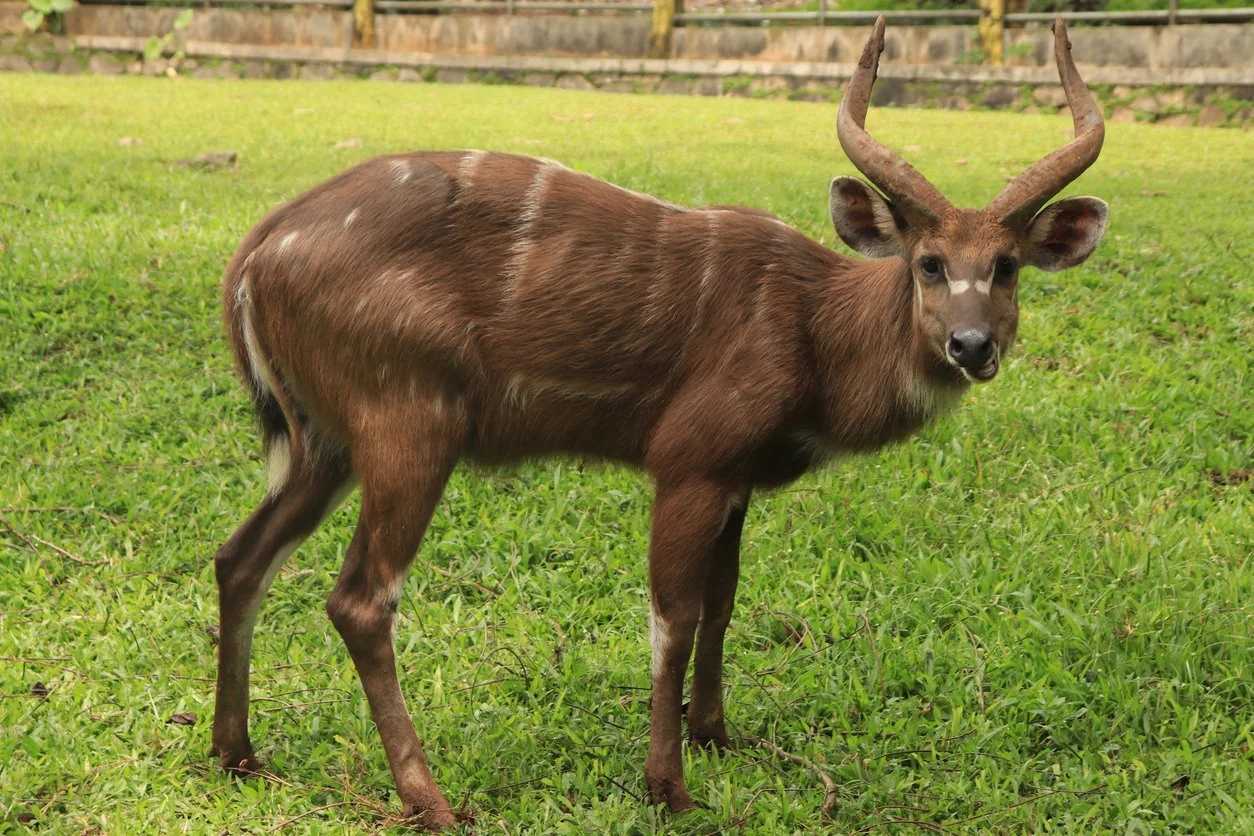 Hunting in Ngounié Province, Gabon: Laws and Legislation, Seasons and Clubs, Communities for Hunters