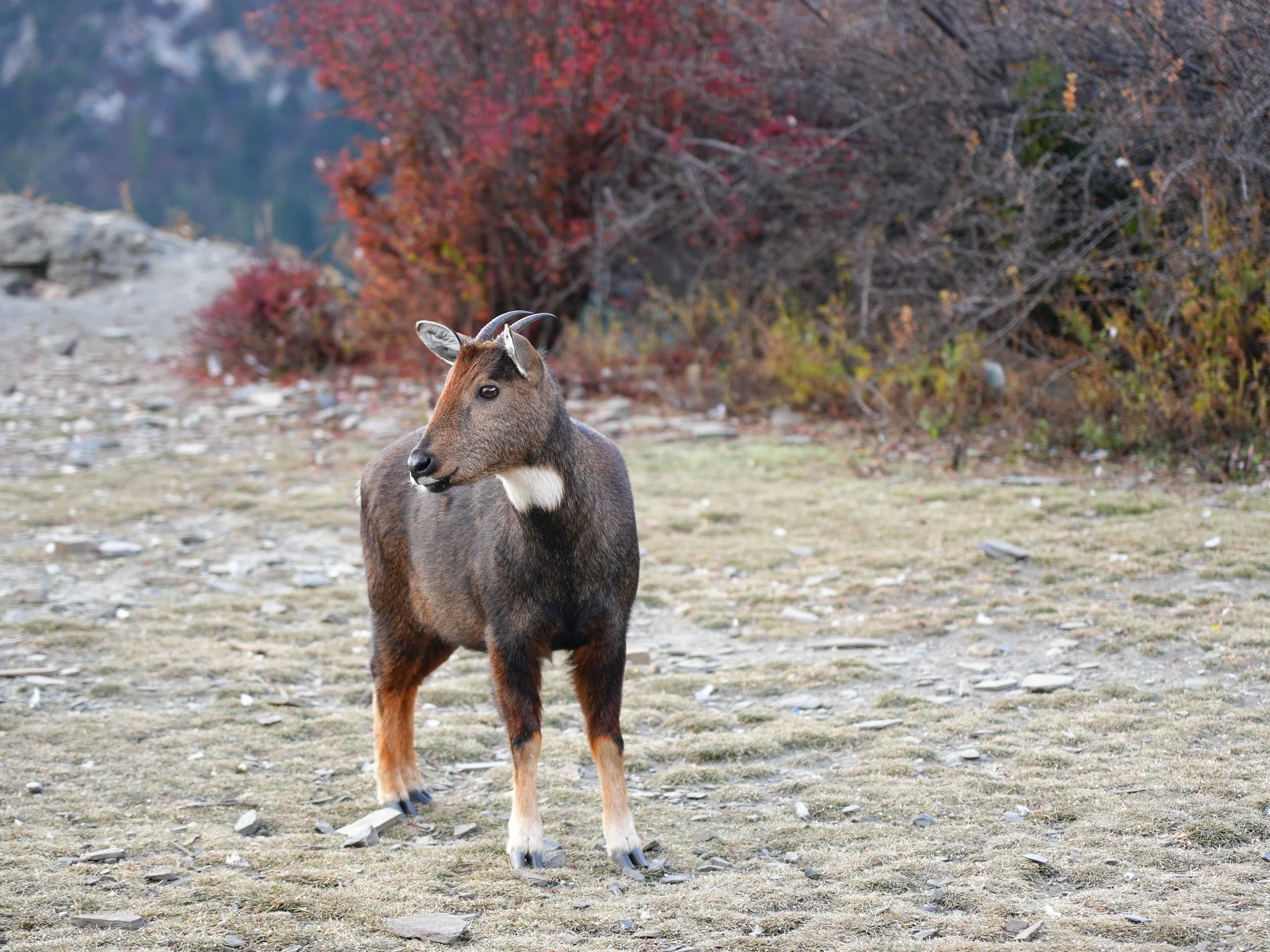 Goral (Bergantilope)