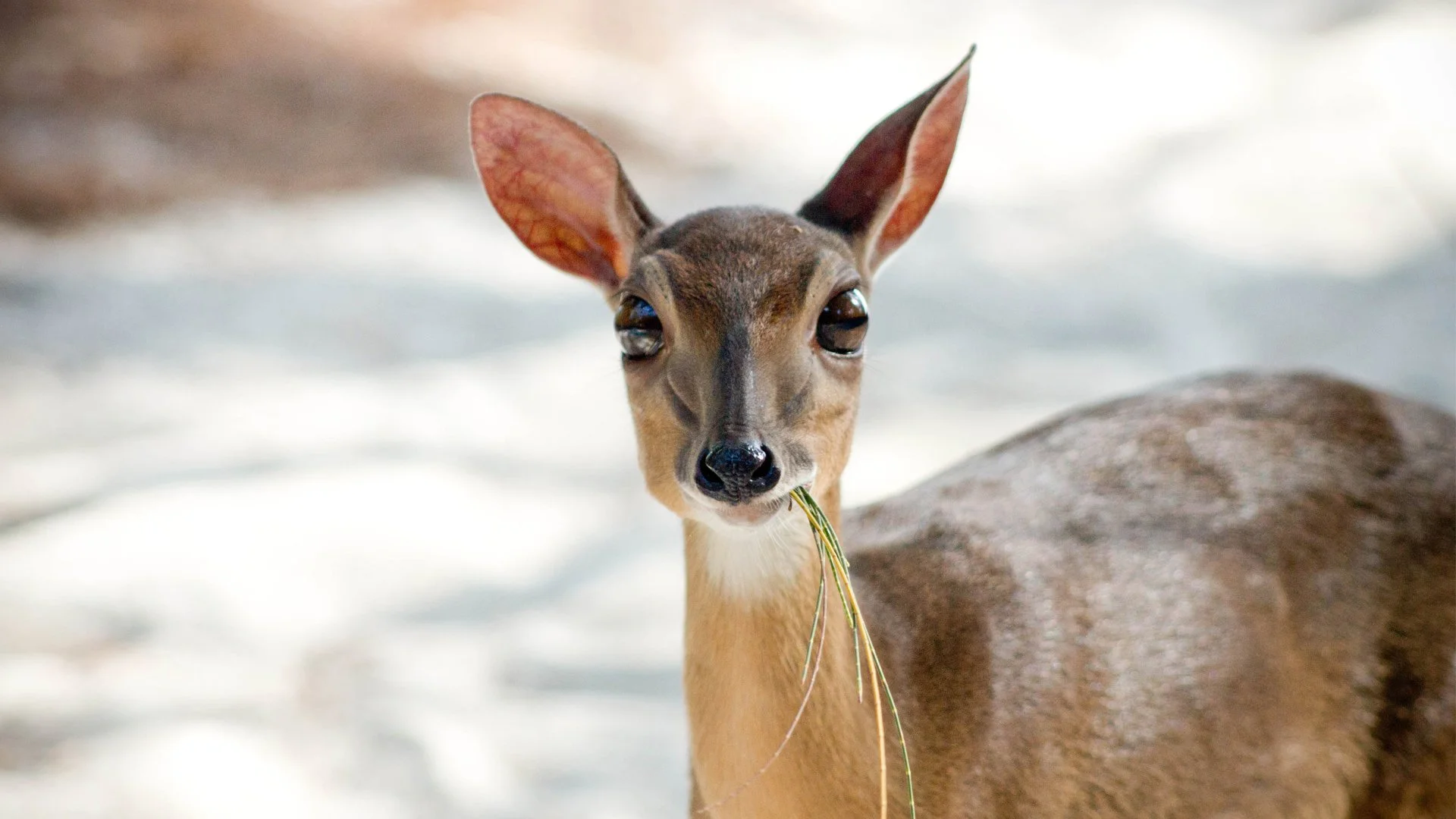 Moschusduiker (Klipspringerduiker)