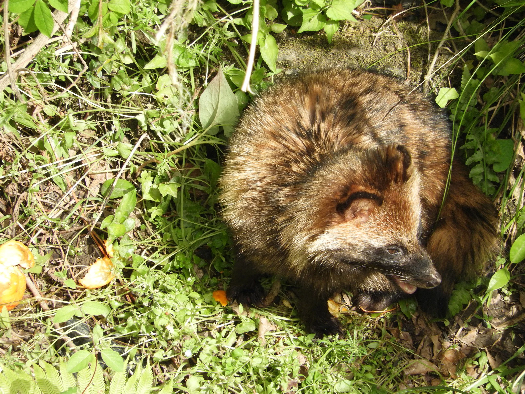 Wasbeerhond (Japanse wasbeerhond)