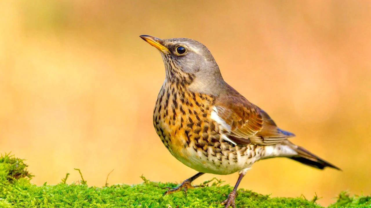 Why Fieldfare Hunting Should Return: Swedish Hunters Association Explains
