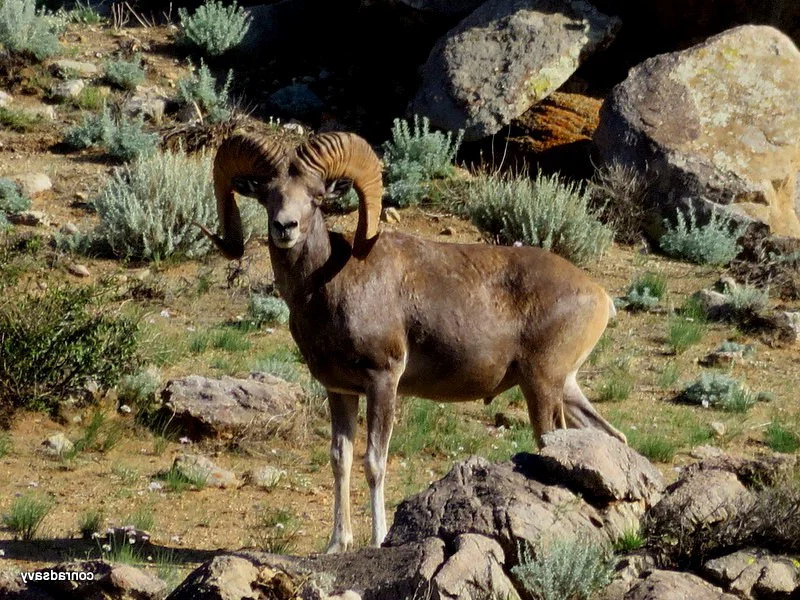Darwins skaap (Darwin se argali)