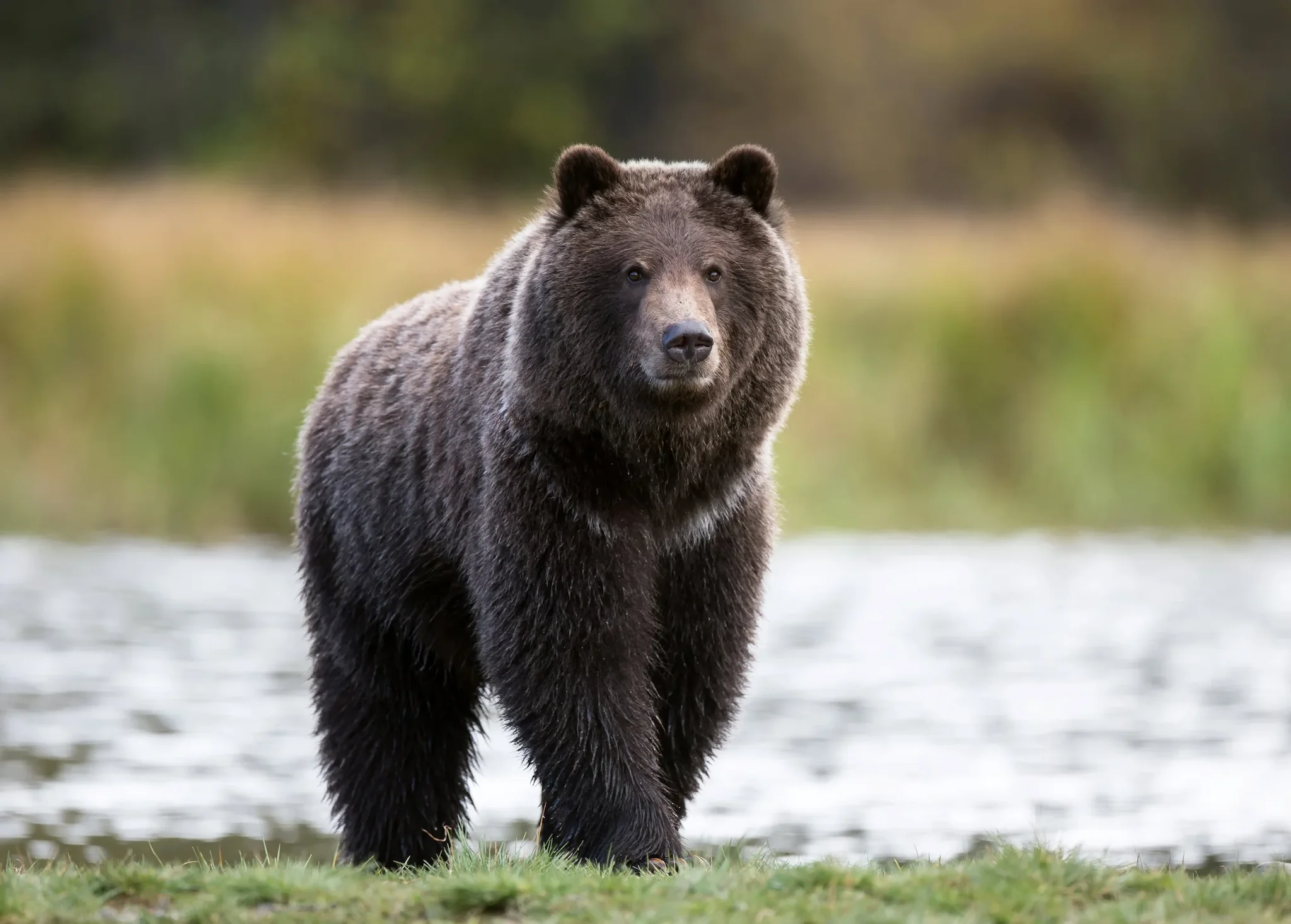 Grizzlybeer (Grizzly)