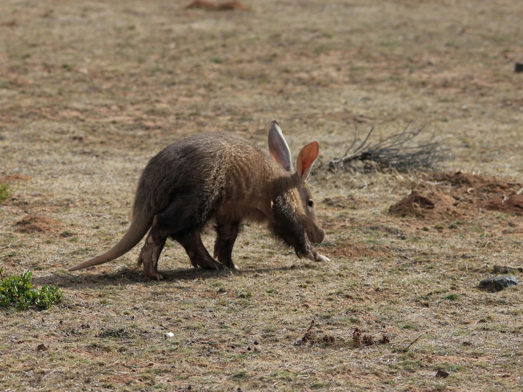 Aardvark (Vervel)