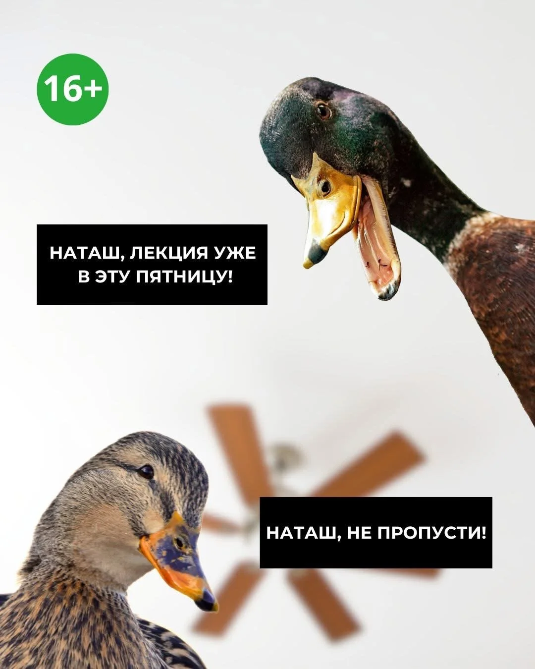 Уже в эту пятницу: самая горячая онлайн-лекция 2025 года: “Любовь и ceкc у птиц”!