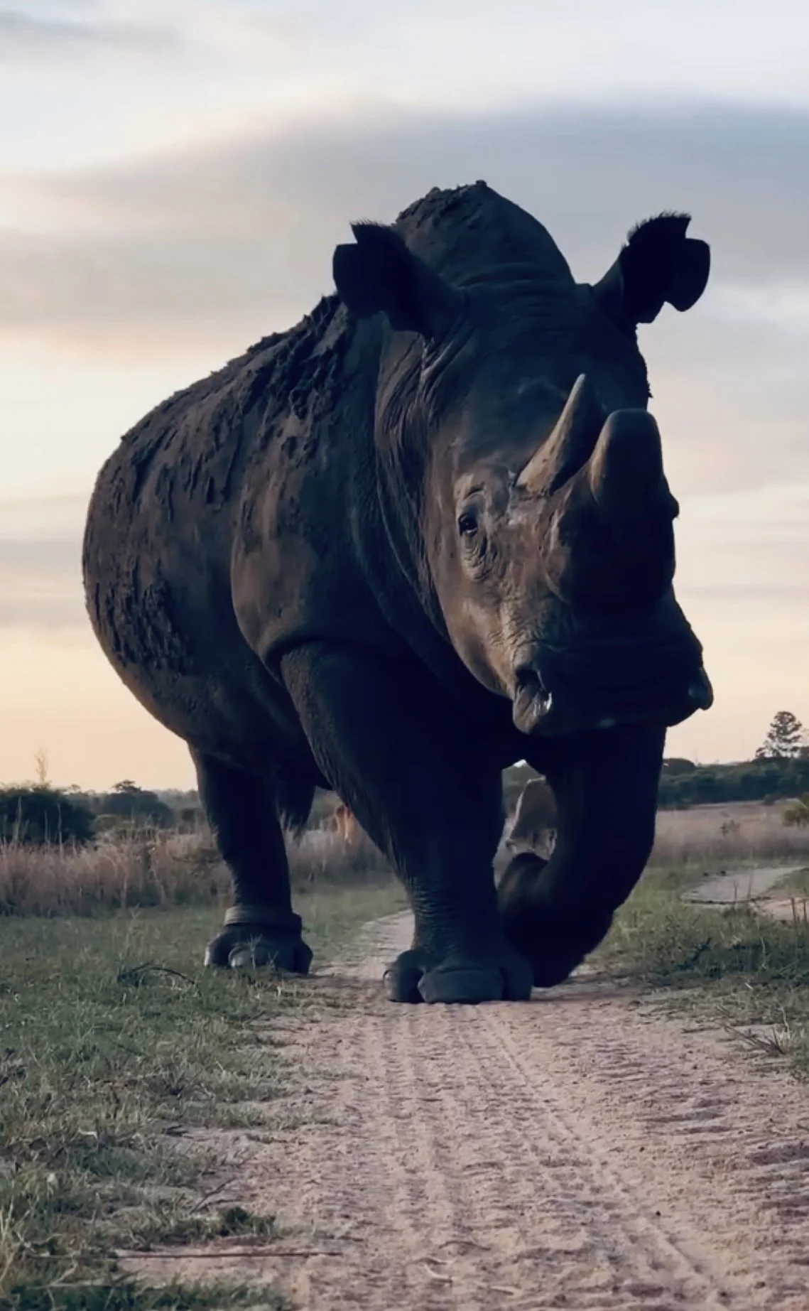 Rhino Hunting in Africa: A Comprehensive Guide for the Experienced Hunter