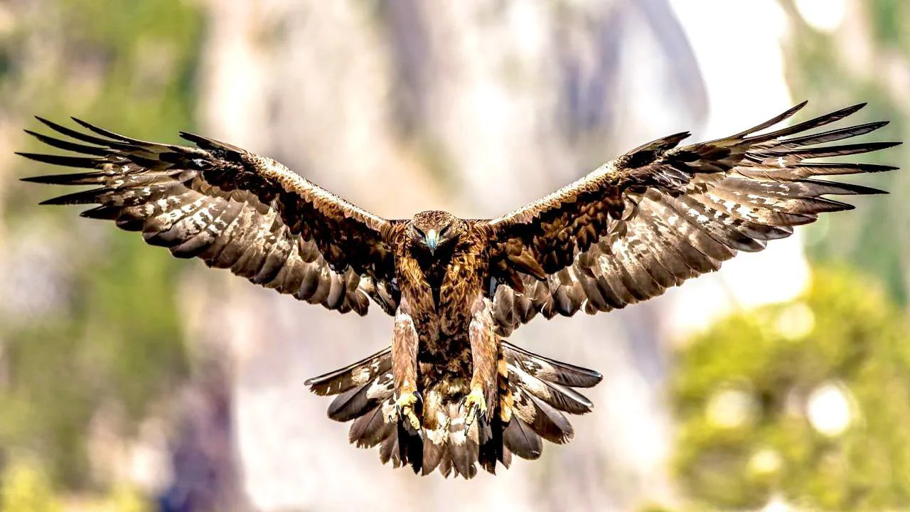 Second Dog Killed by Eagle in Västerbotten: Hunters Warned as Attacks Rise