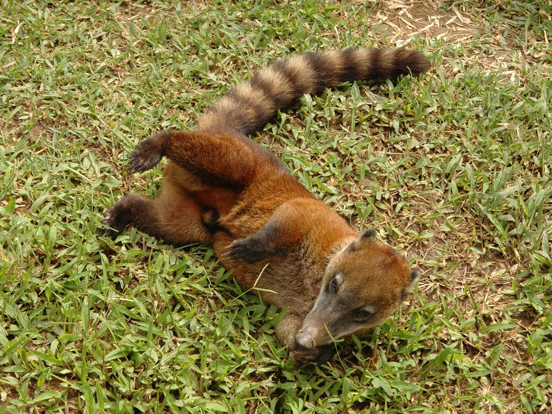 Koatis (Nasuas)