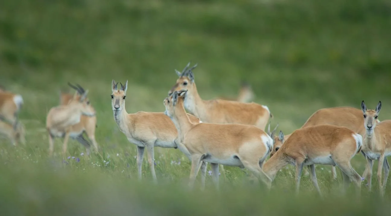Mongoolse gazelle (Goedgazelle)
