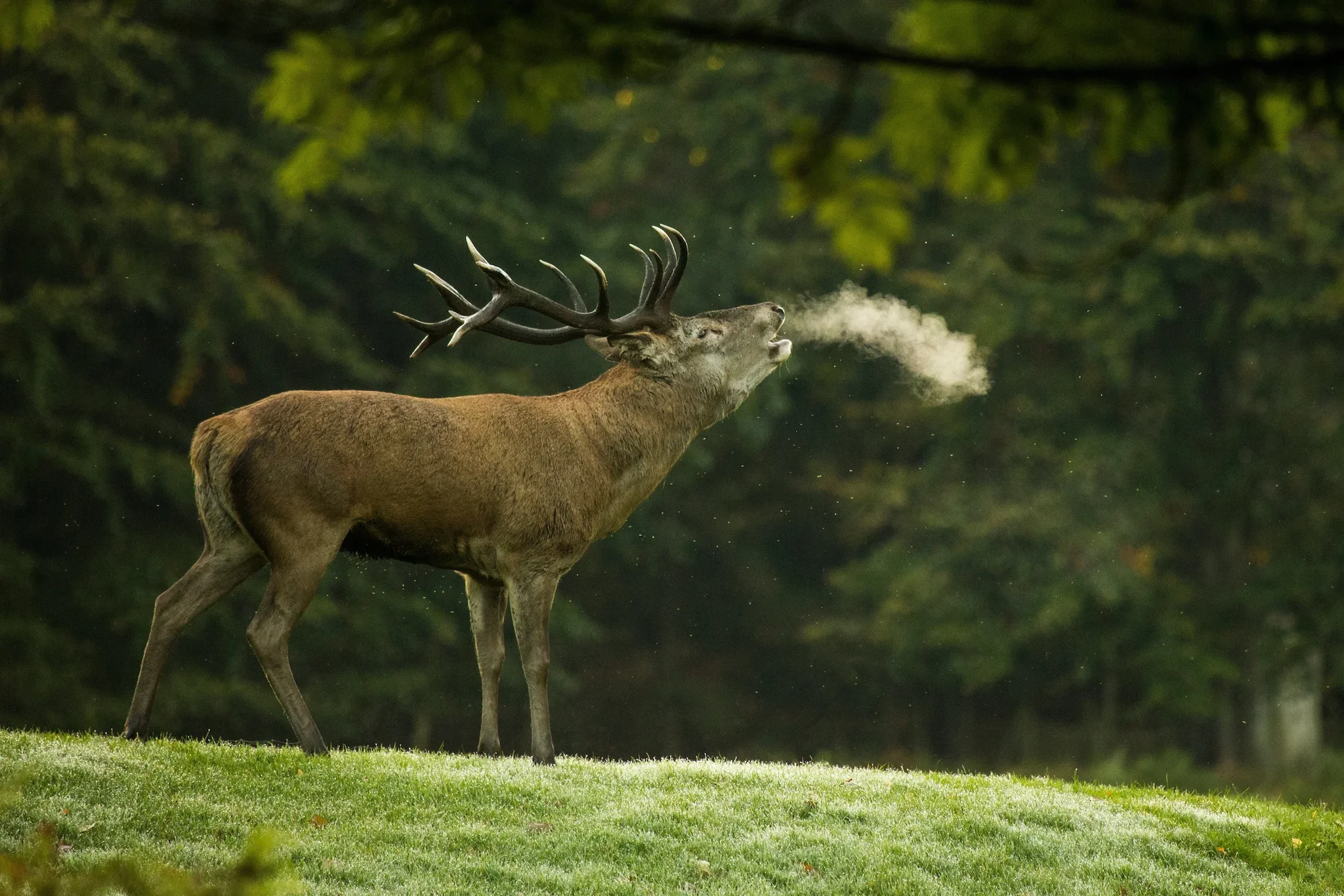 Ontario Hunters Fined $4,500 for Illegal Deer Hunting: A Cautionary Tale on Trespass and Tag Violations 