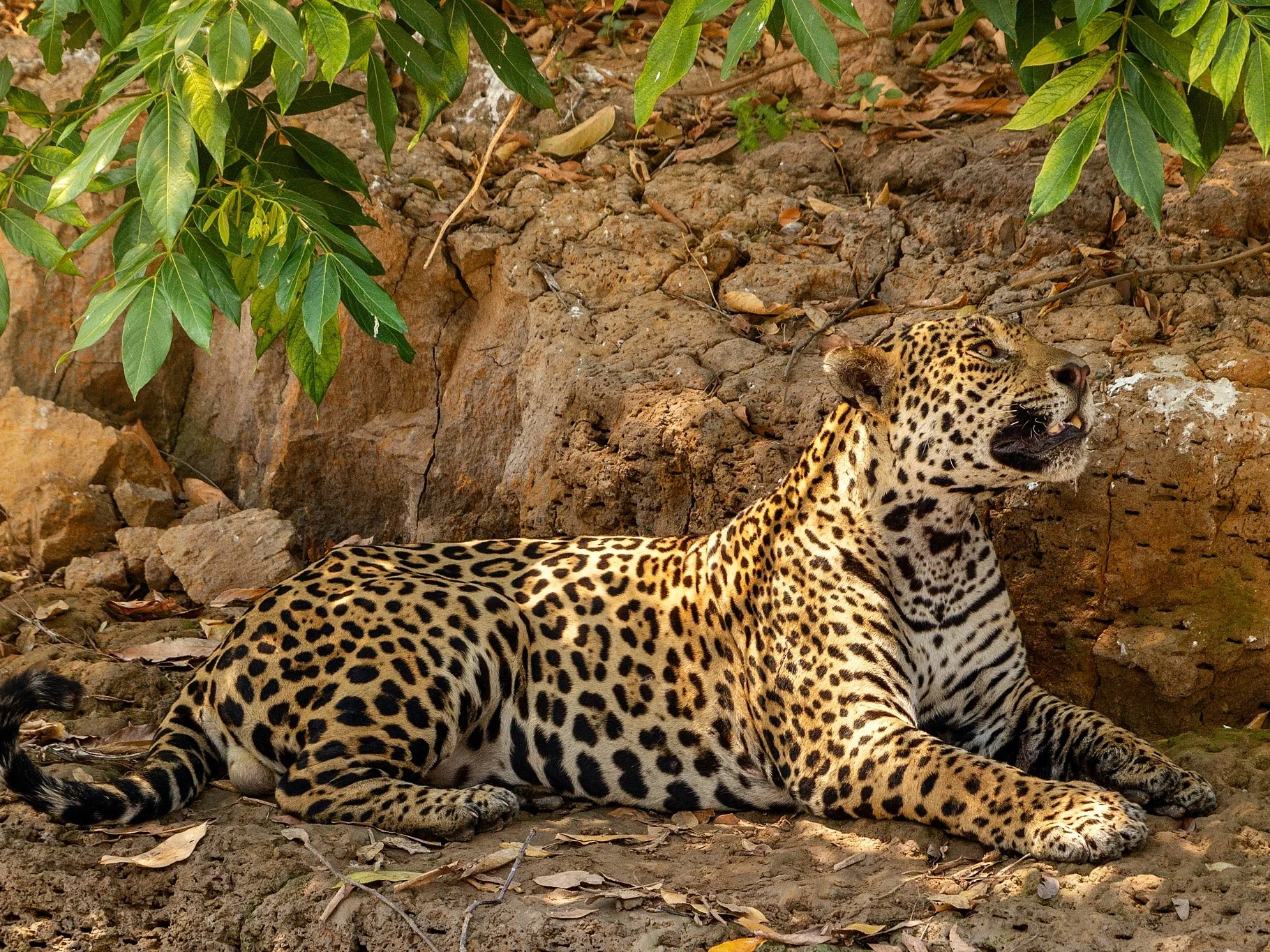 Jaguar (Onka)
