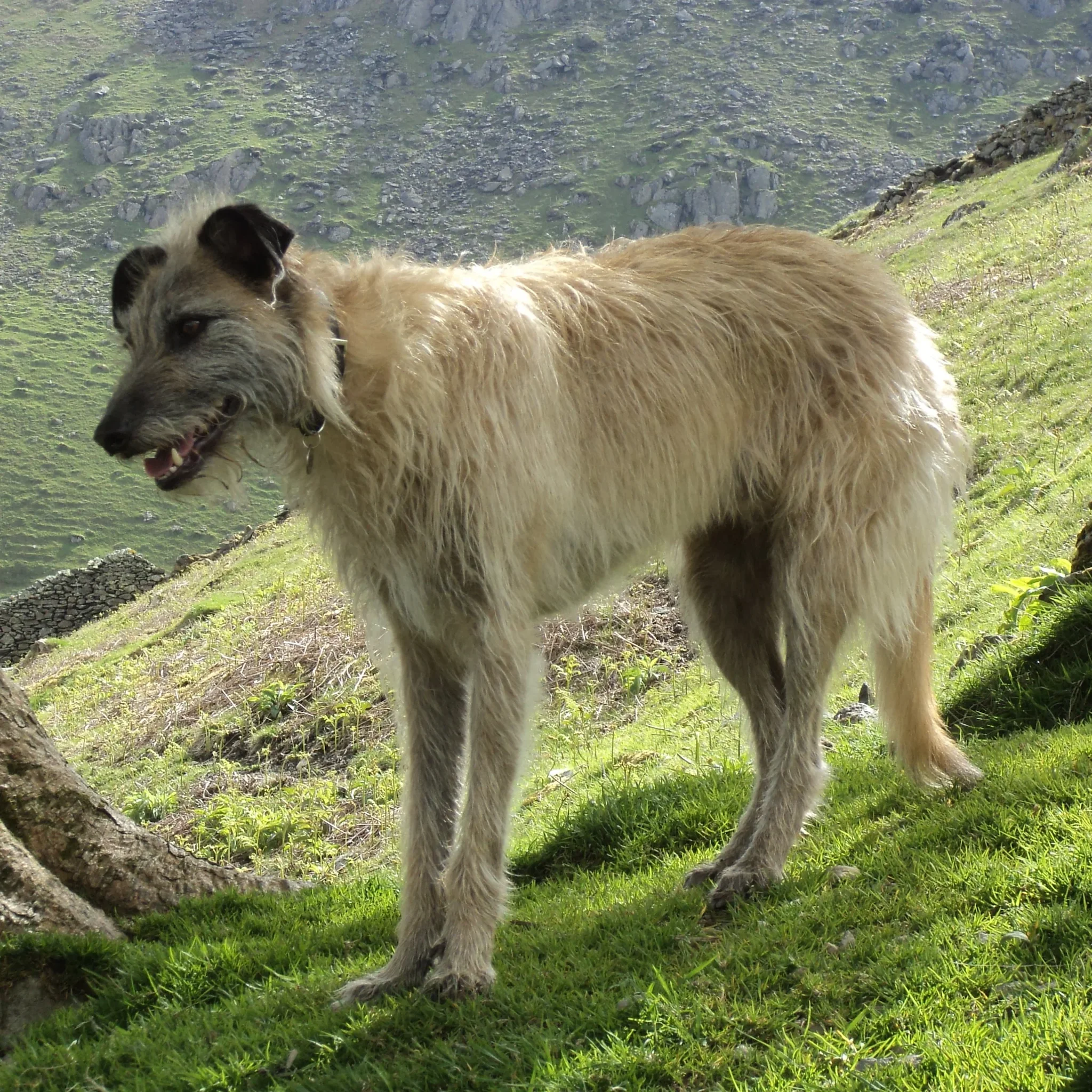 Illegal Lurcher Dog Hunting in Limerick Sparks Fresh Court Case 