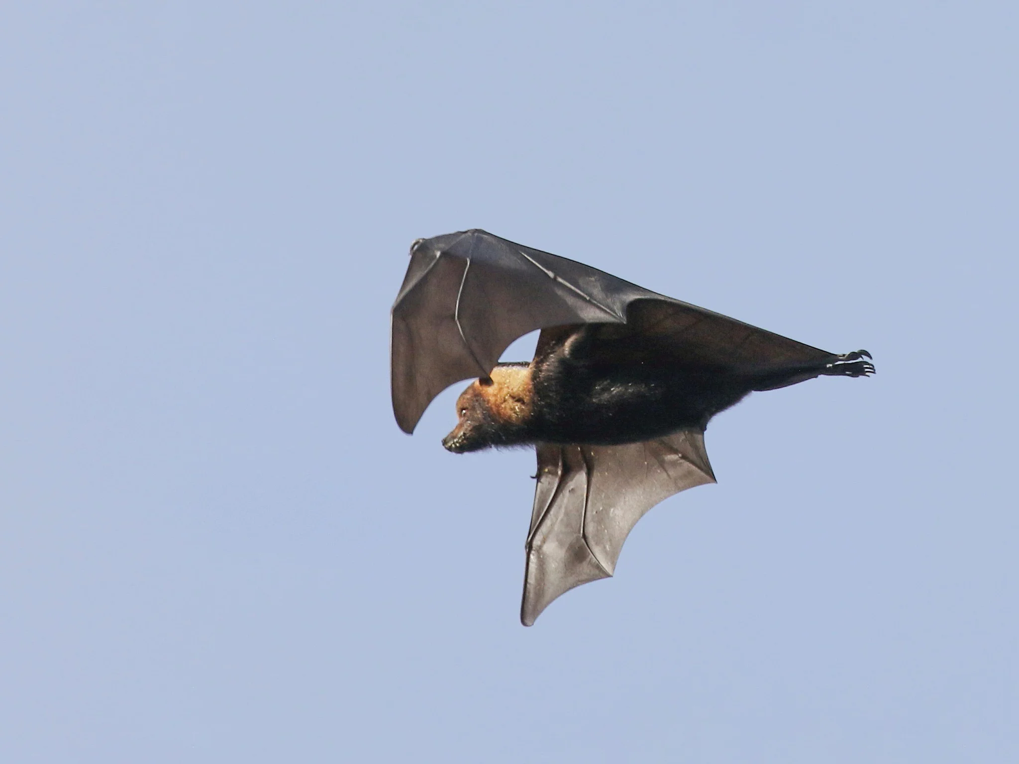 Tongabladneus (Tonga-vlermuis)