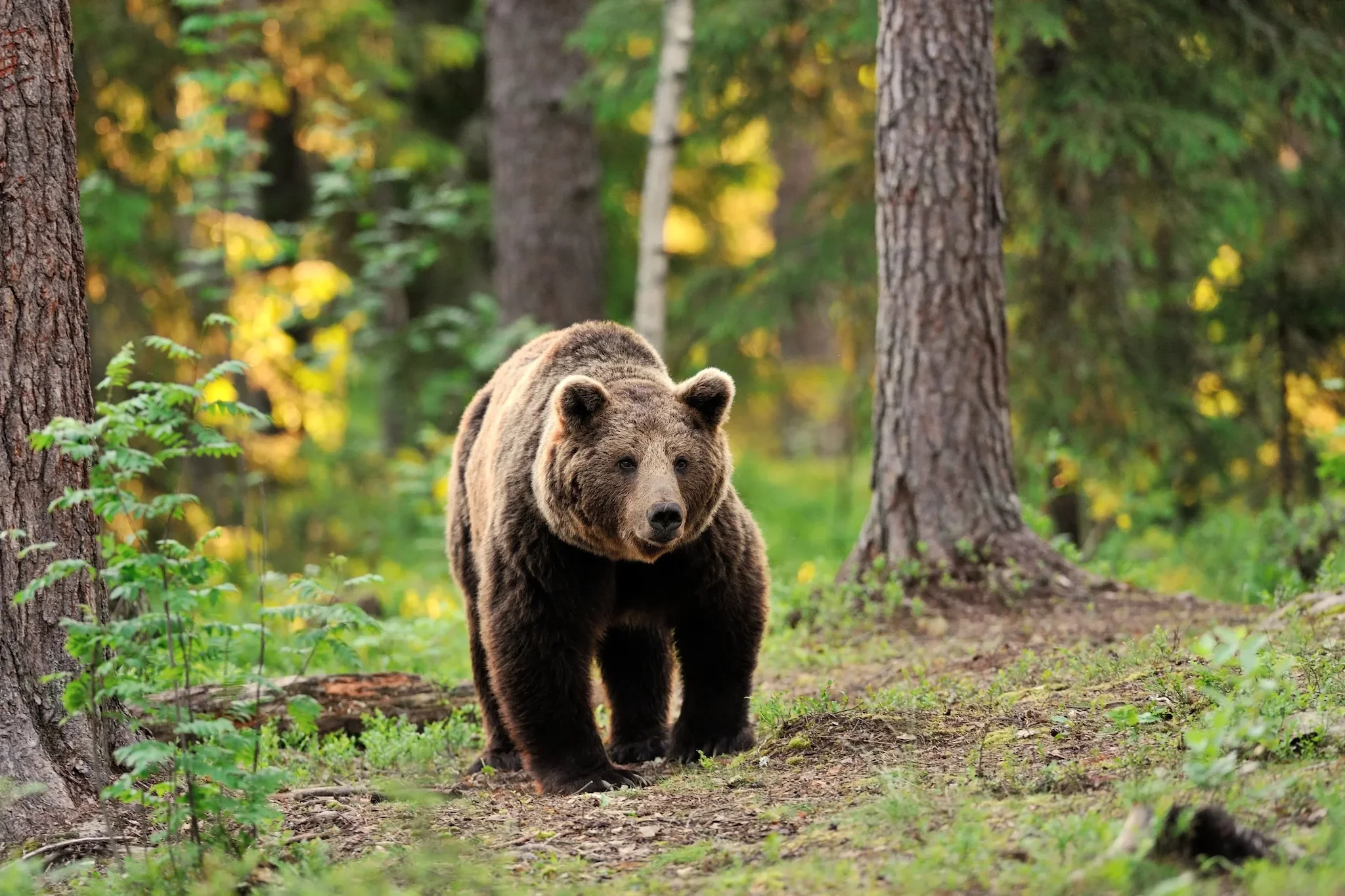 Michigan's Upper Peninsula Bear Harvest for 2025 Exceeds Management Goal