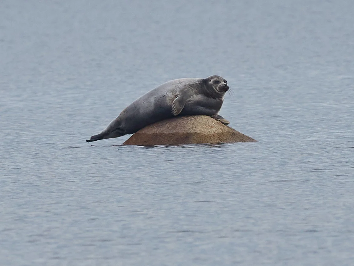 Siberiese robben (Siberiese seehond)