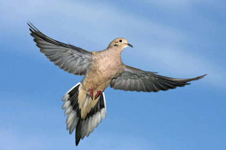 25 Tips for Dove Hunters