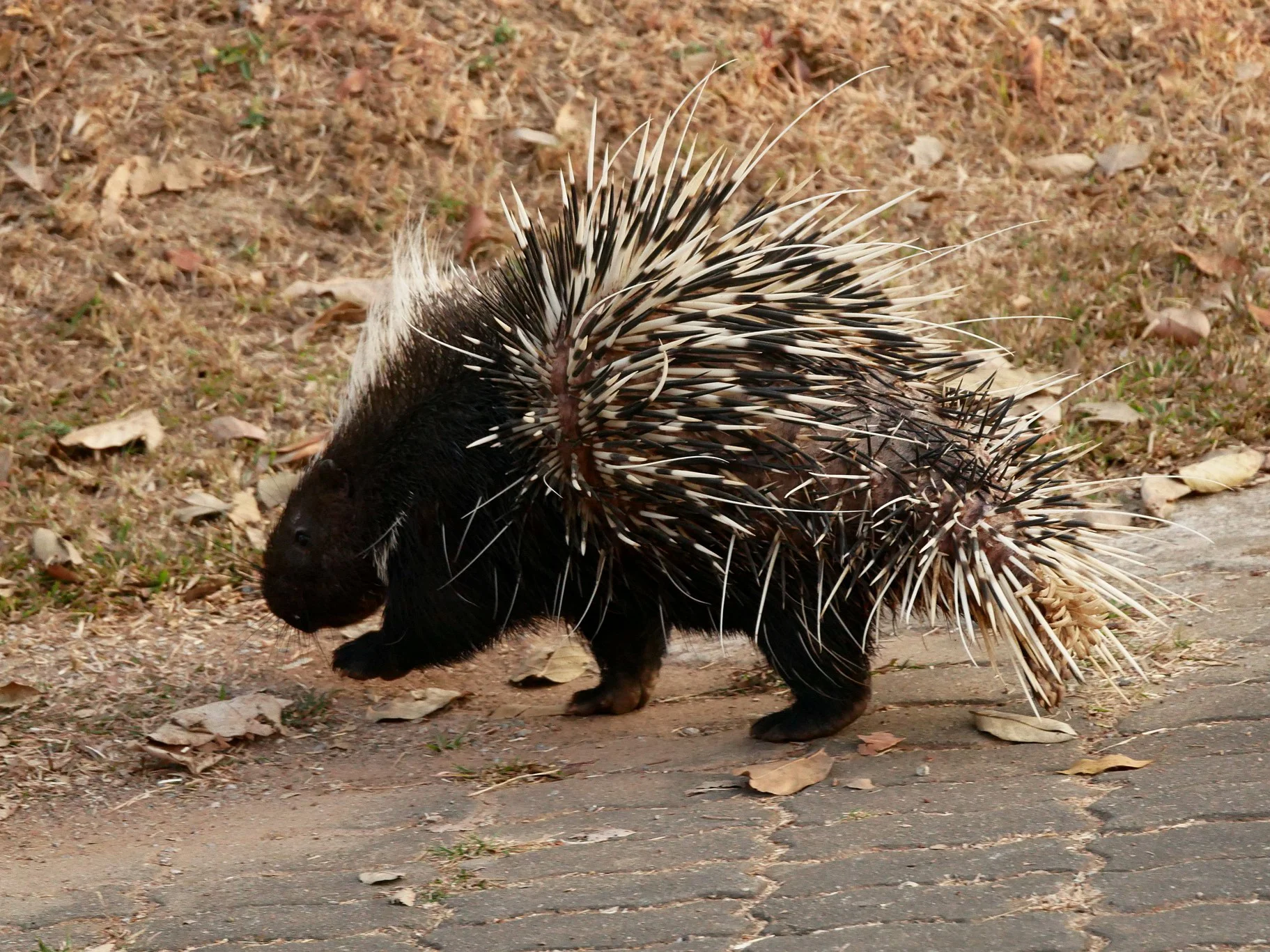 Stekelvark (Indiese stekelvark)