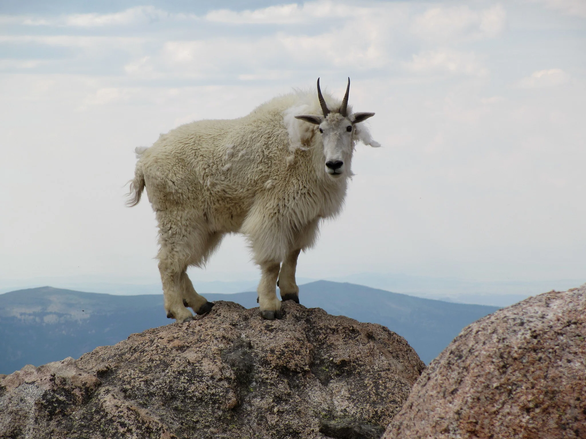 Bergbok (Witbok)