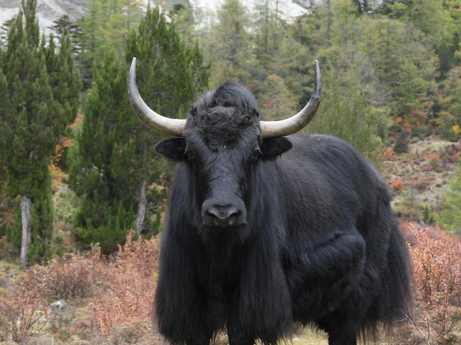 Yak (Grunnende os)