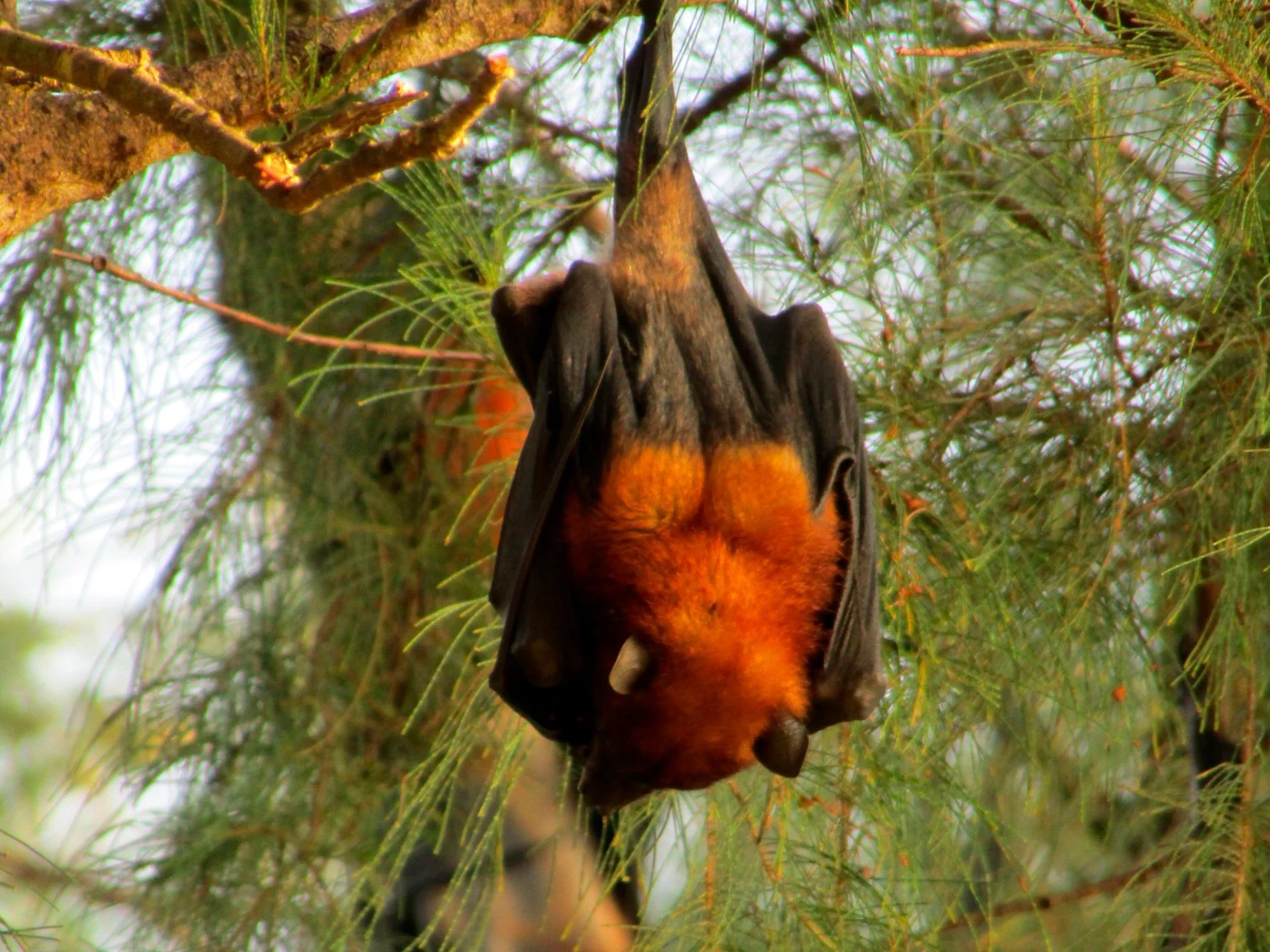 Vlermuis (Pteropus hypomelanus)