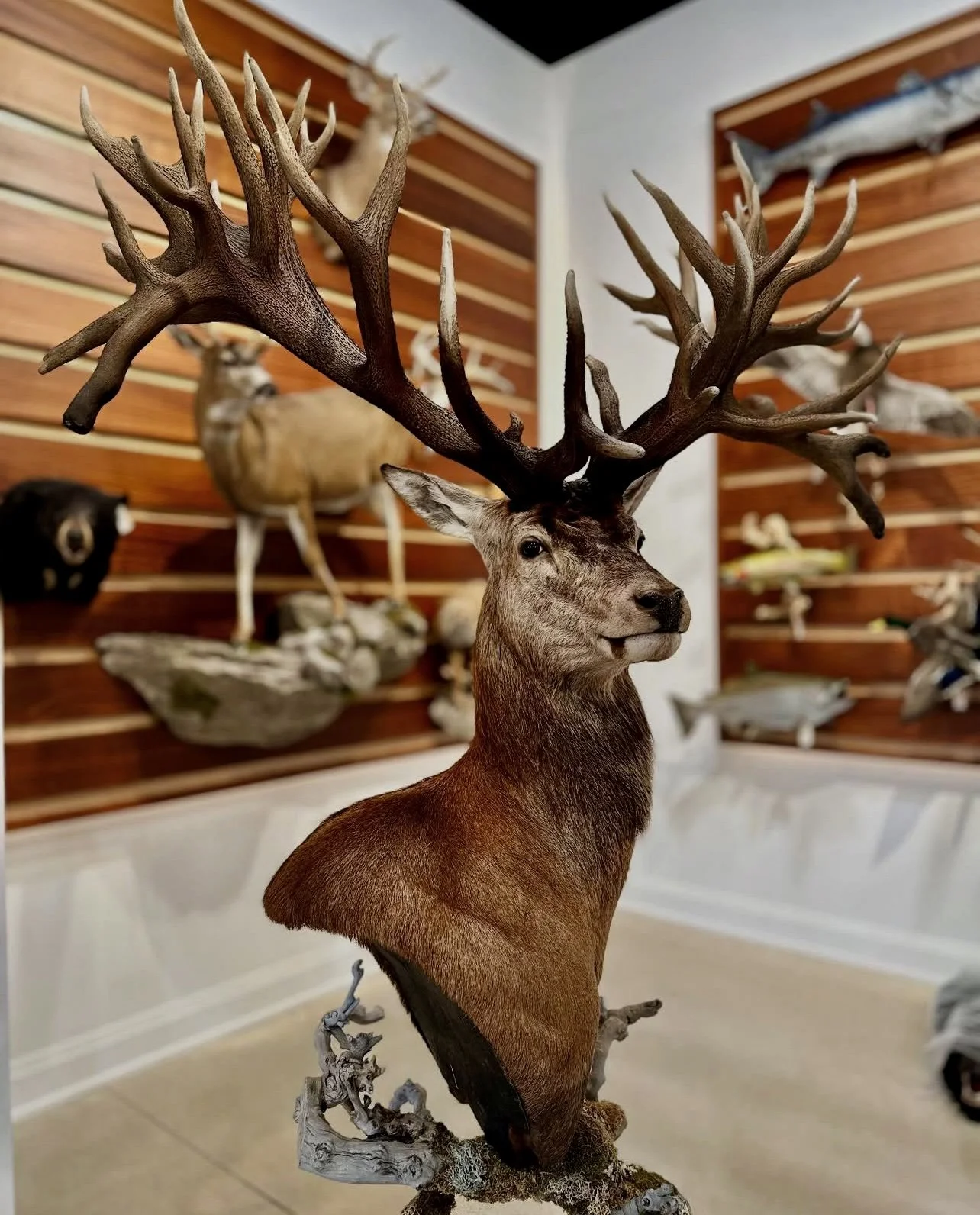🦌✨ Behold the spirit of the forest, frozen in time — a majestic trophy stag, crowned with a breathtaking constellation of antlers.