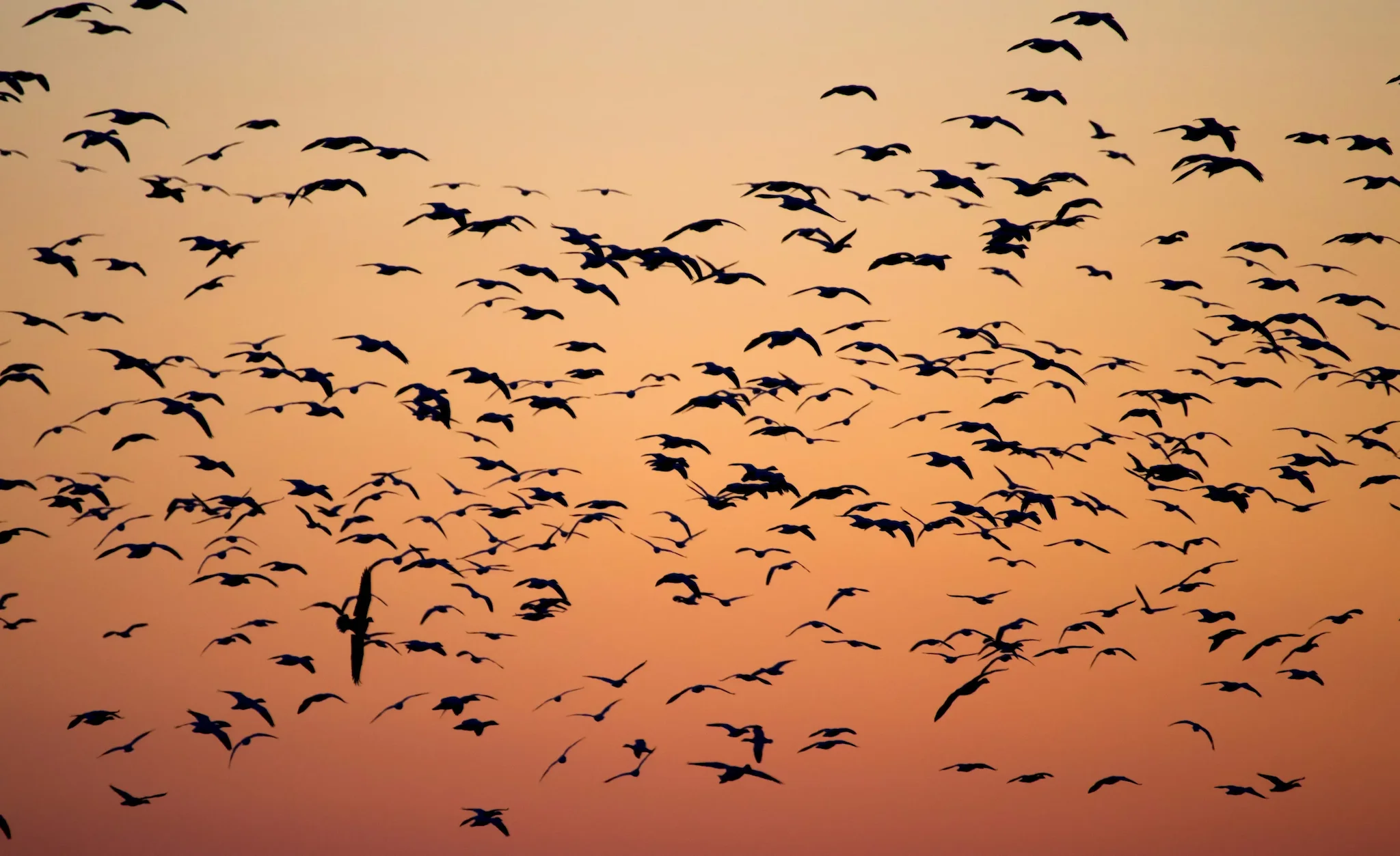 Six Quebec Hunters Fined a Total of $14,000 for Illegal Migratory Bird Hunting Near Baited Site 