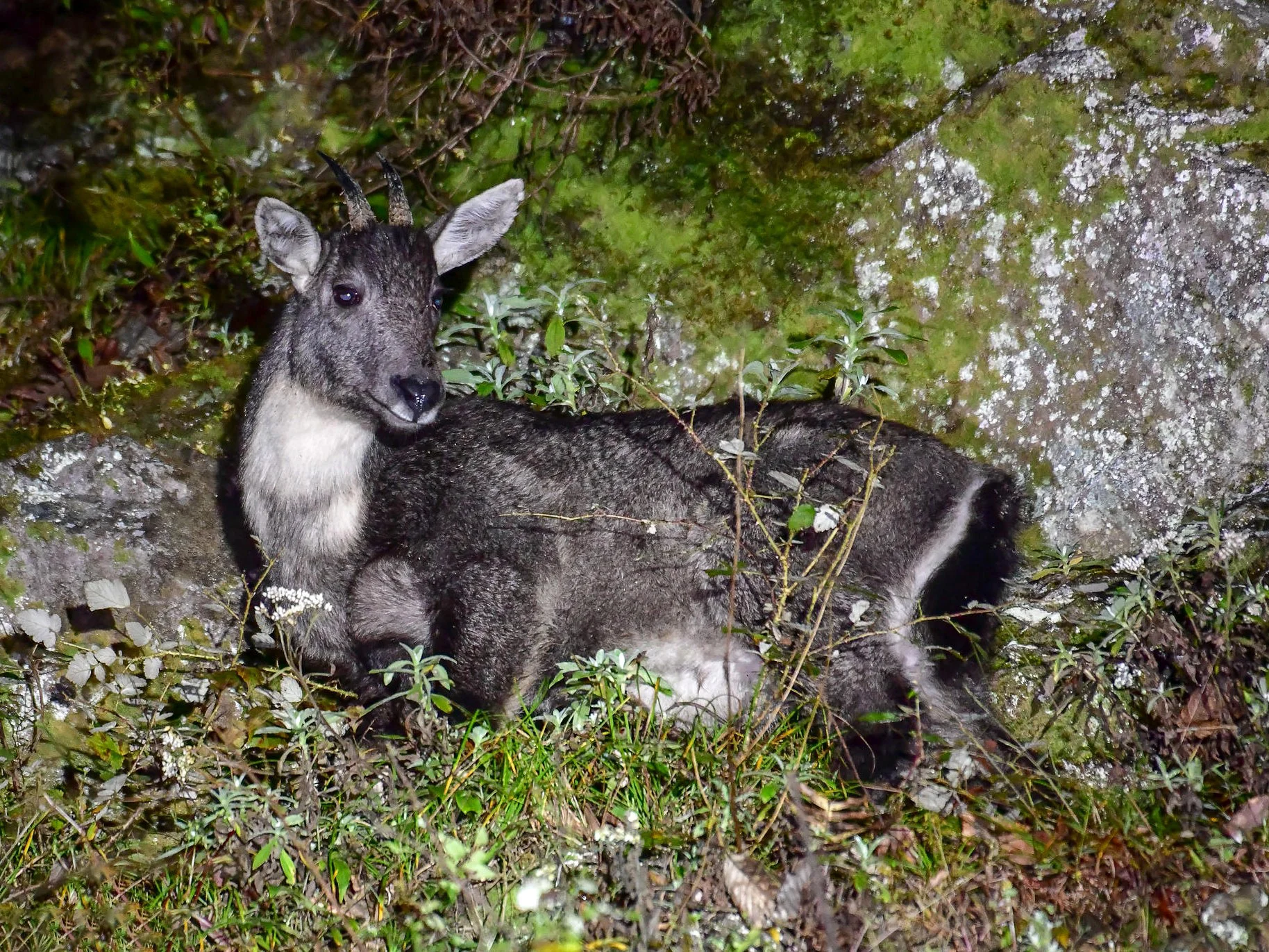 Gryse goral (Grijs goral)