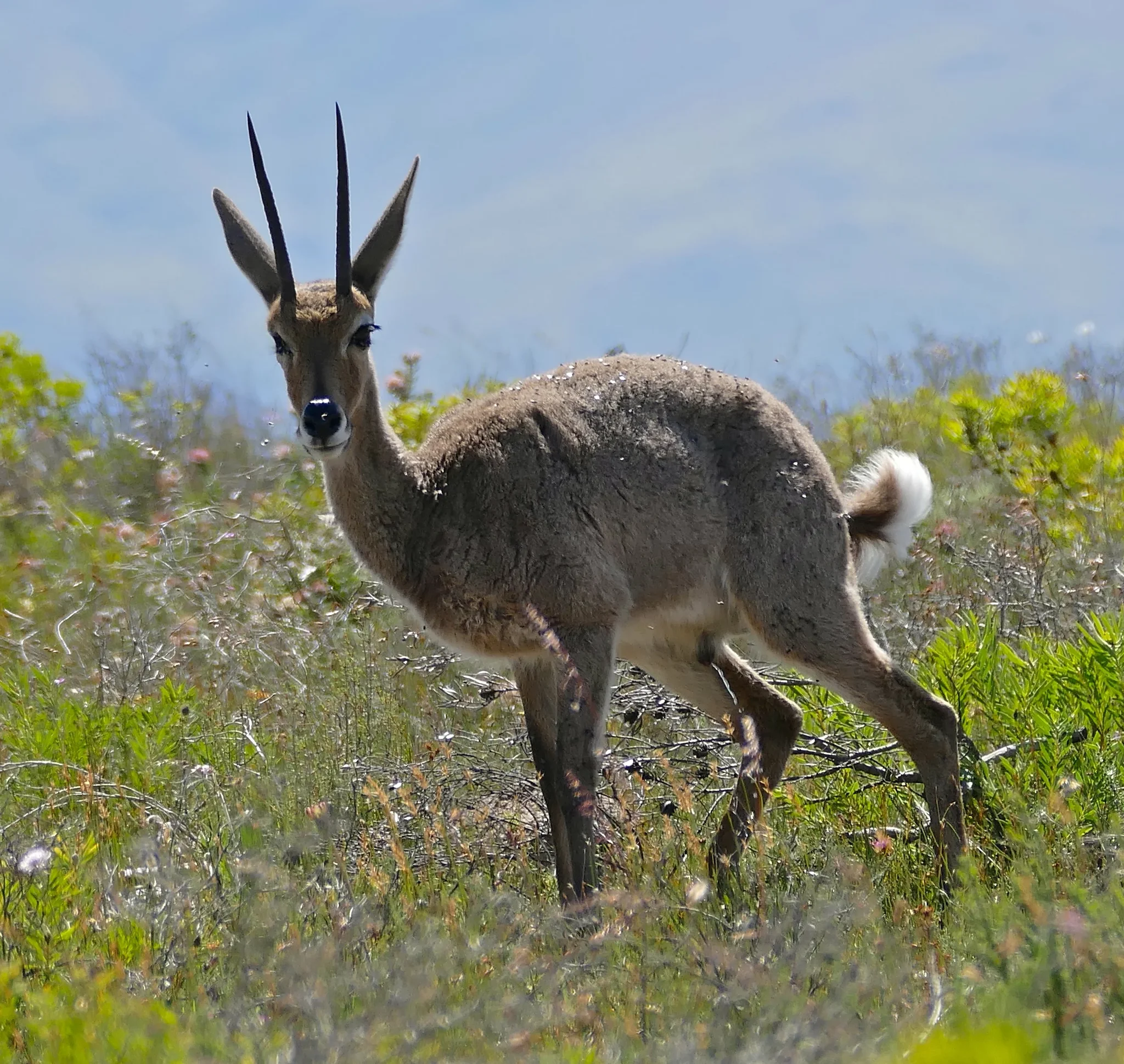 Vaalklipspringer (Klipspringer)